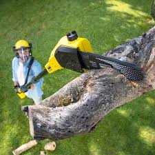 Best Lawn Maintenance Plans  in USA